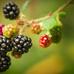 Blackberry-fruits