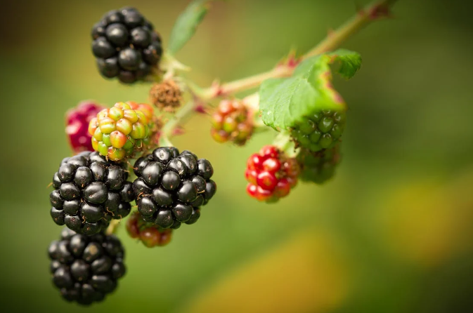 Blackberry-fruits